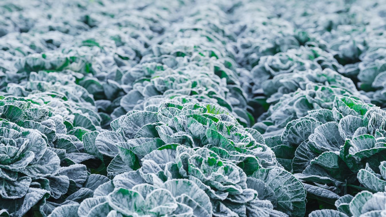 Frost,On,The,Cabbage,Plants,In,The,Cold,Season.,A