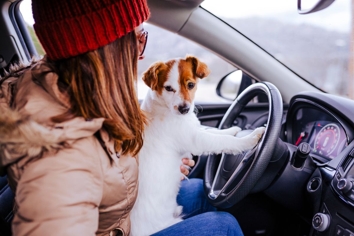 Young,Woman,In,A,Car,With,Her,Cute,Small,Jack