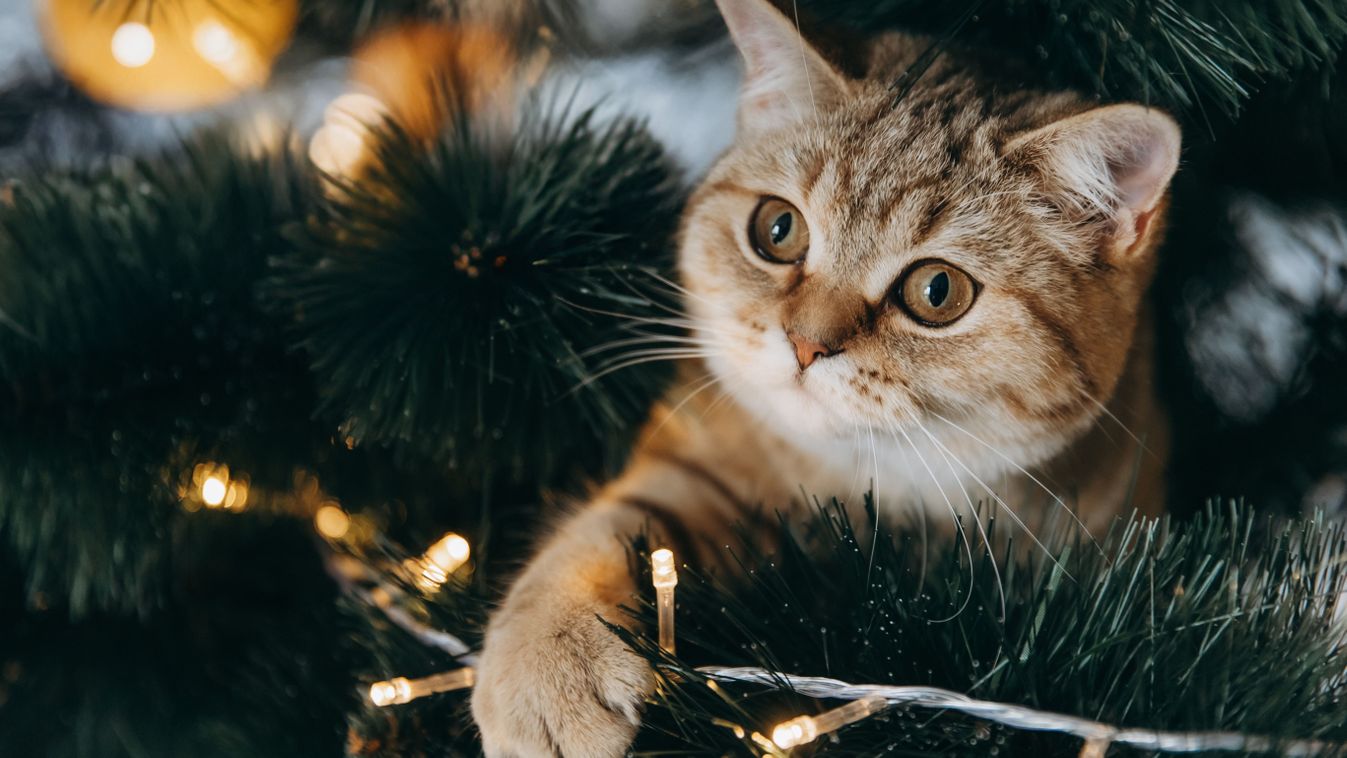 The,Fluffy,Cat,Climbed,Inside,The,Christmas,Tree,And,Sat