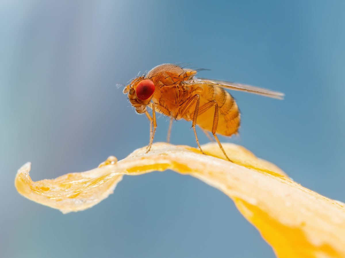 Tropical,Fruit,Fly,Drosophila,Diptera,Parasite,Insect,Pest,On,Vegetable