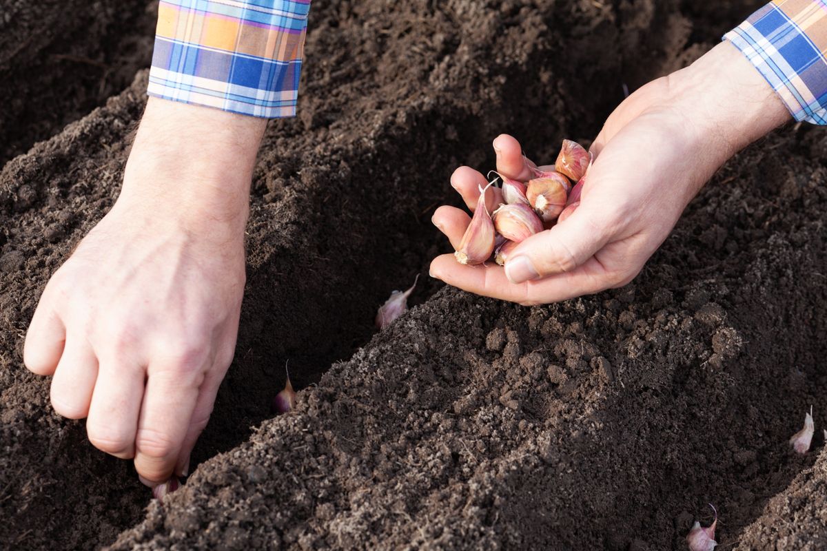 Cloves,Of,Garlic,In,The,Hand,Of,A,Farmer,On