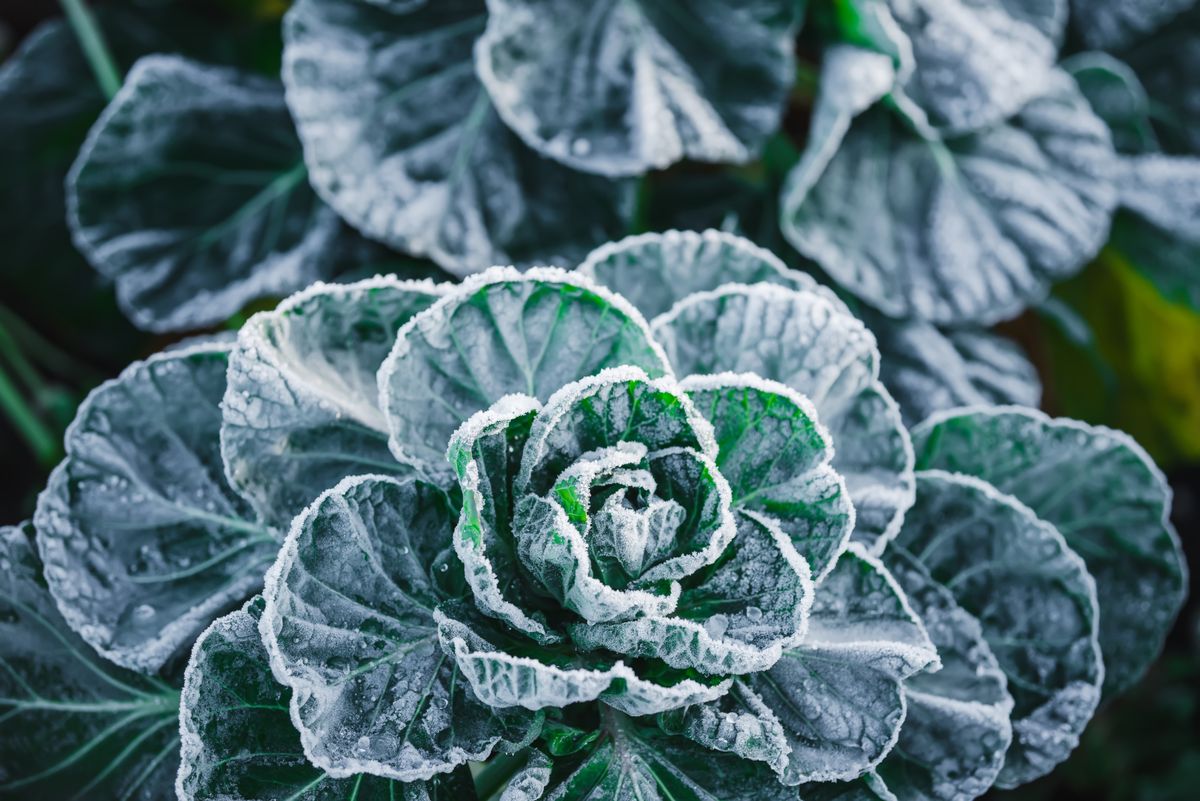 Frost,On,The,Cabbage,Plants,In,The,Cold,Season.,A