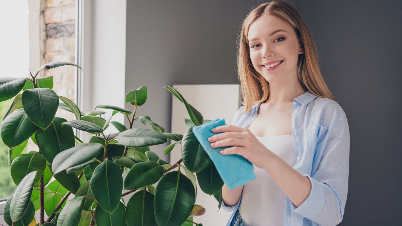 Photo,Of,Shiny,Cute,Girl,Dressed,Casual,Shirt,Smiling,Wiping
szobanövény ápolás