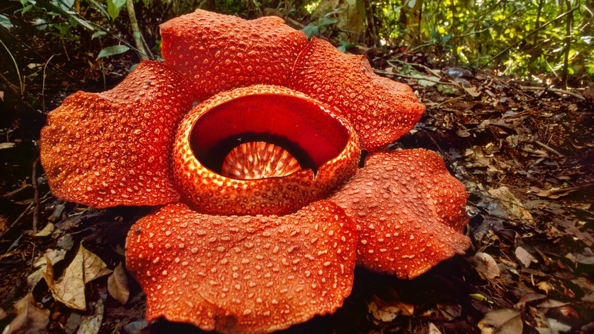 Rafflesia,Arnoldii,,The,Corpse,Flower[2],Or,Giant,Padma,[3],Is,A