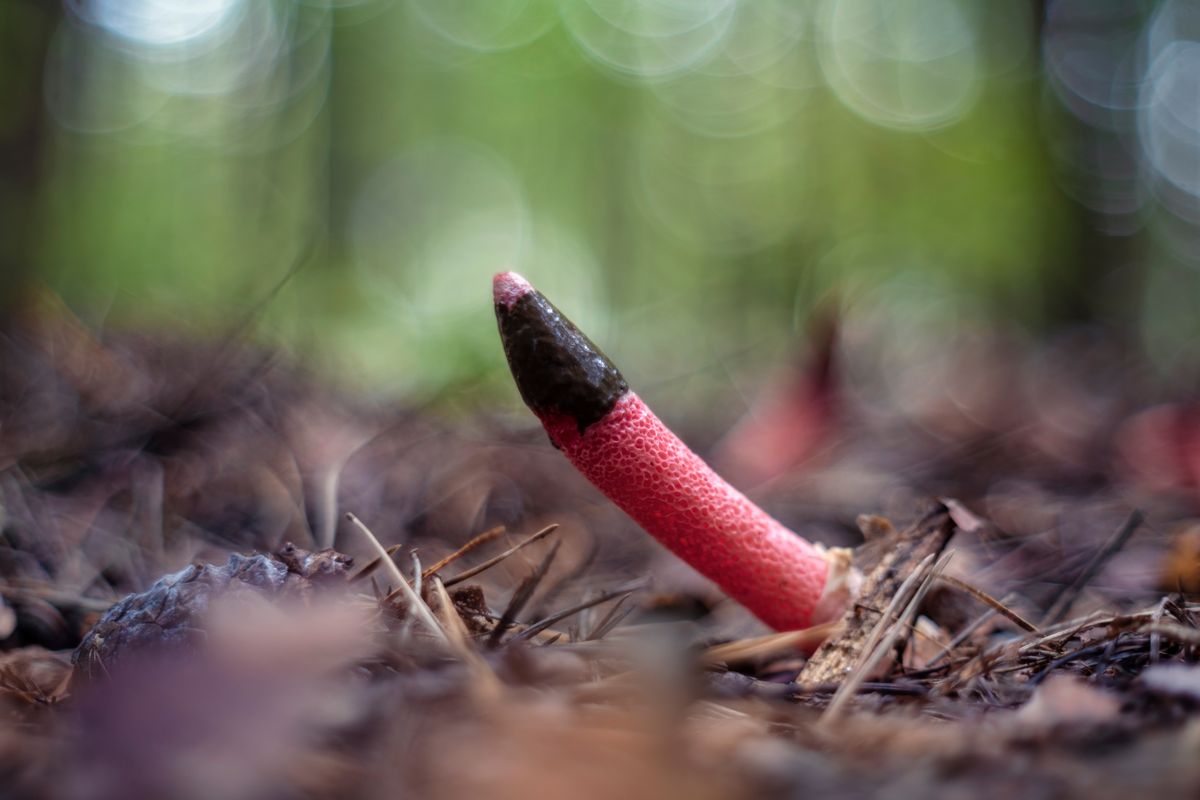 Mutinus,Caninus,,Commonly,Known,As,The,Dog,Stinkhorn