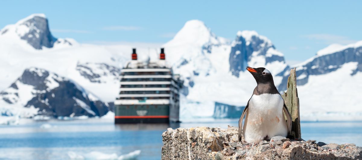 Gentoo,Penguin,Breeding,On,Nest,With,Newborn,Chick.,Blurred,Cruise, antarktisz