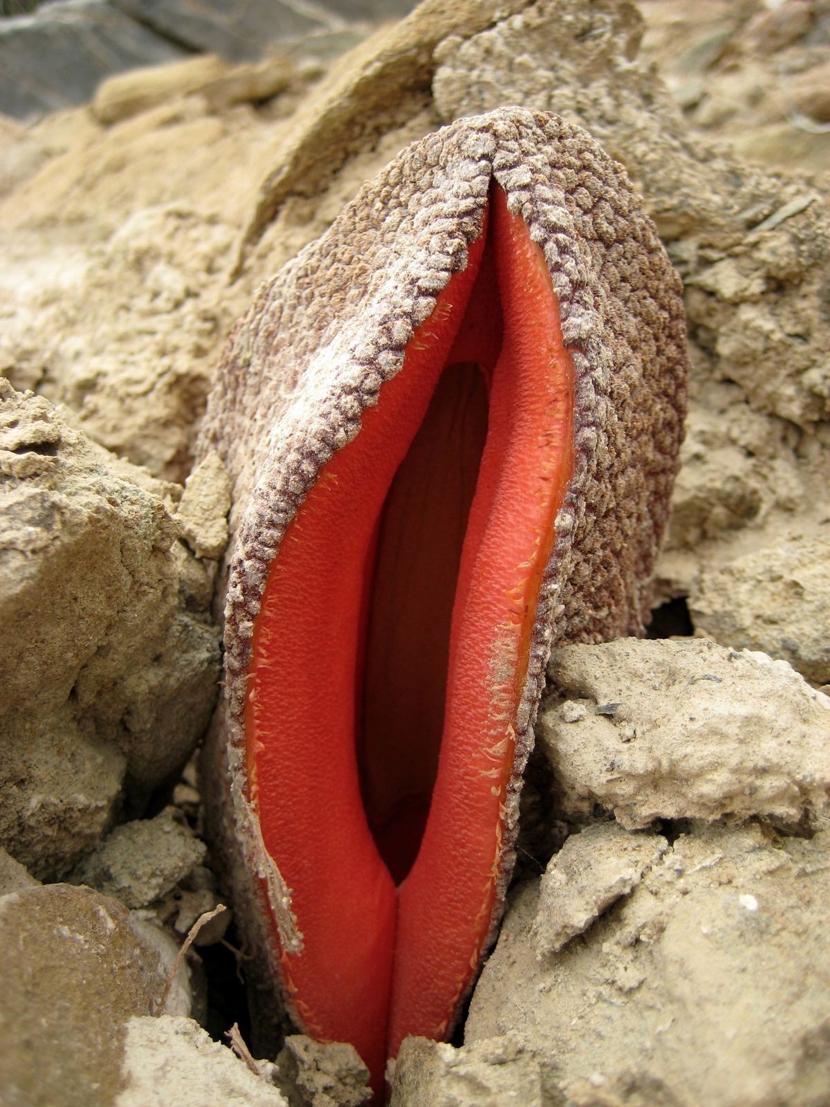 Hydnora,Africana