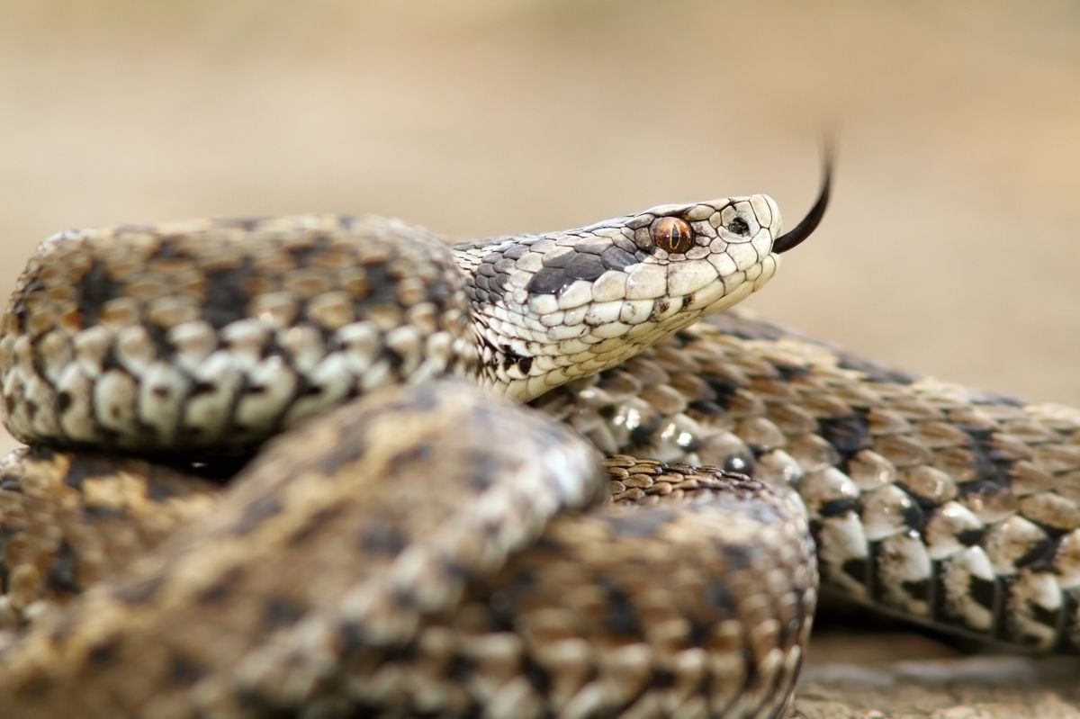 rákosi vipera