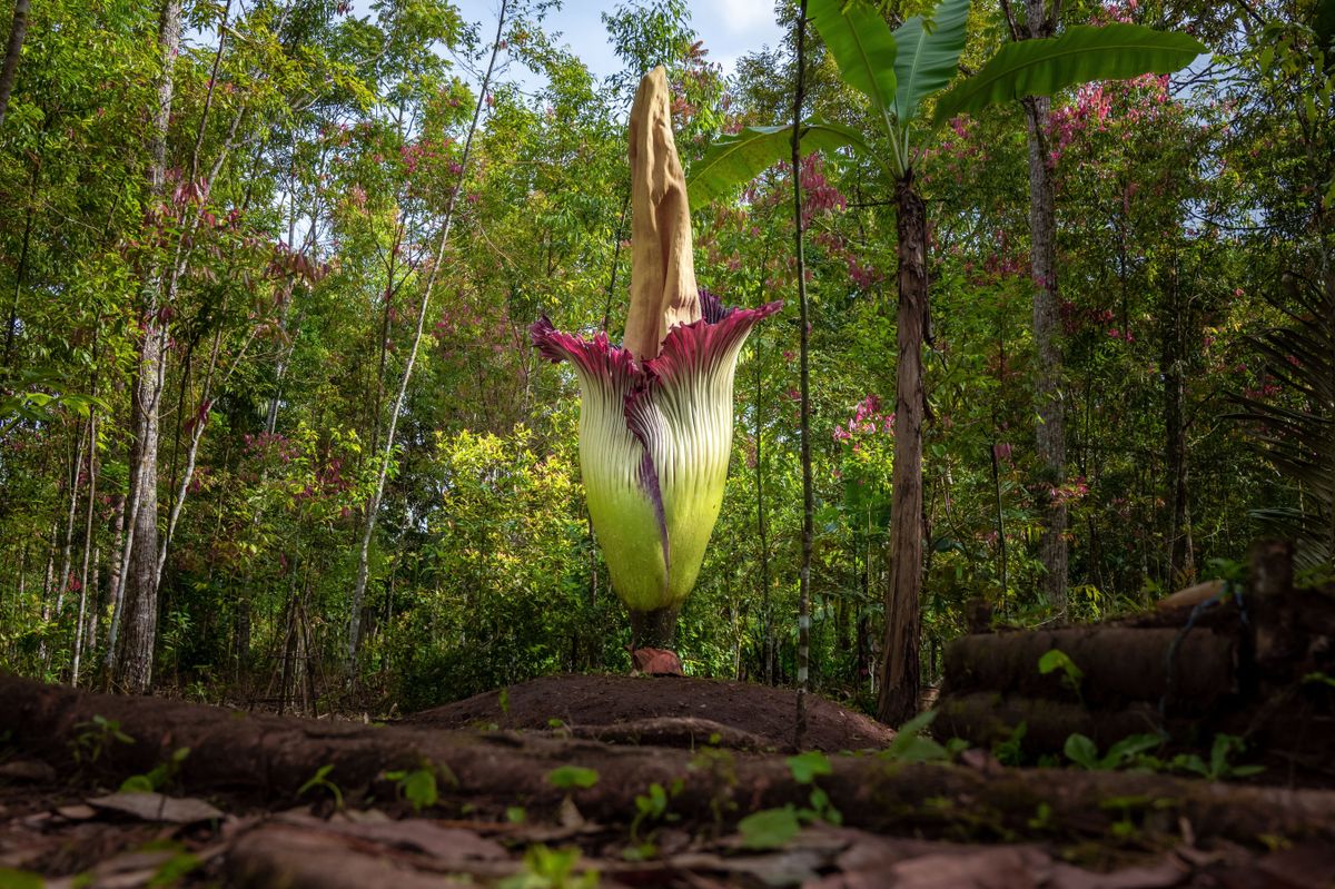 The,Giant,Corpse,Flower,In,Forest