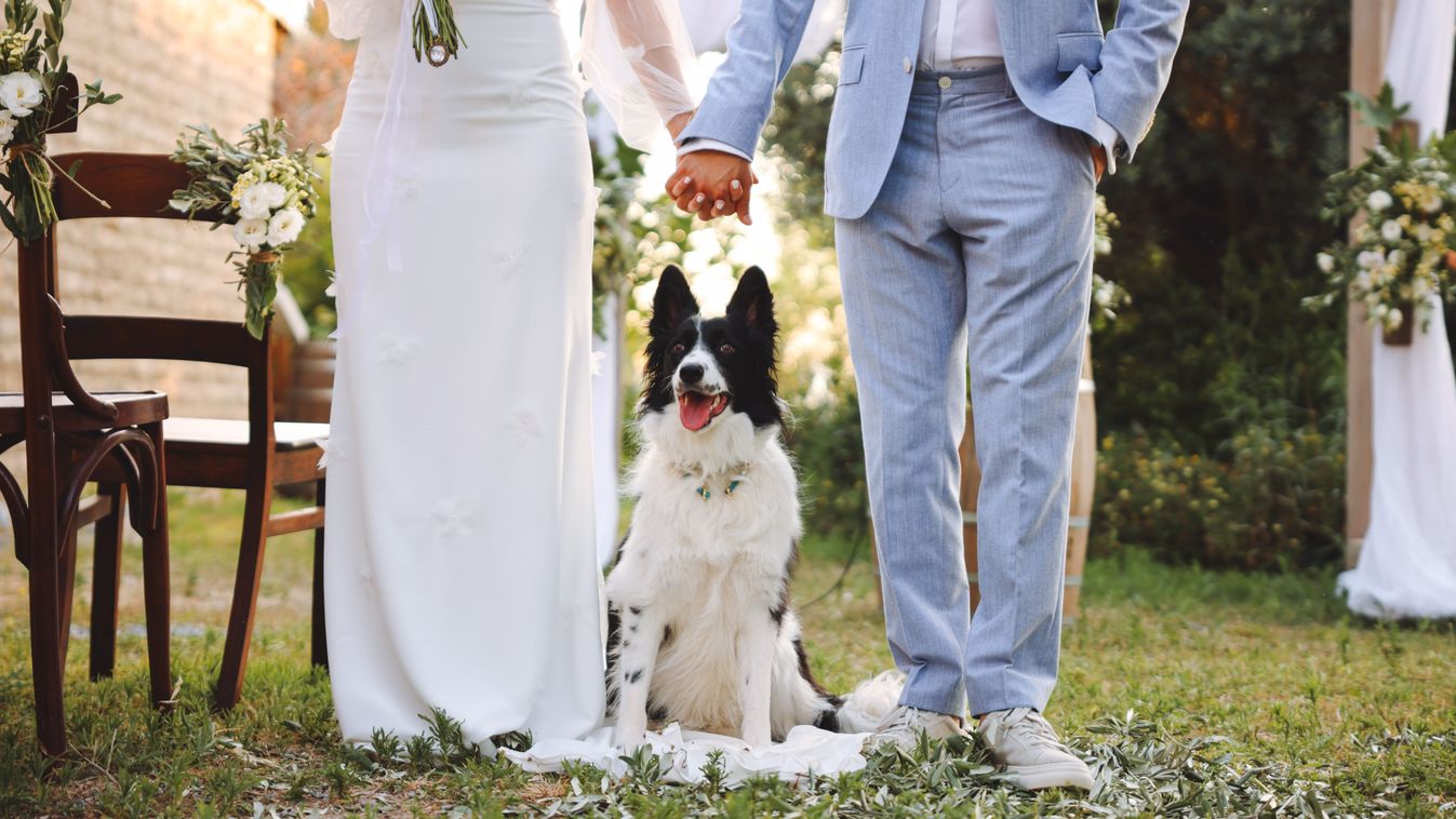 Bride and groom wedding with dog