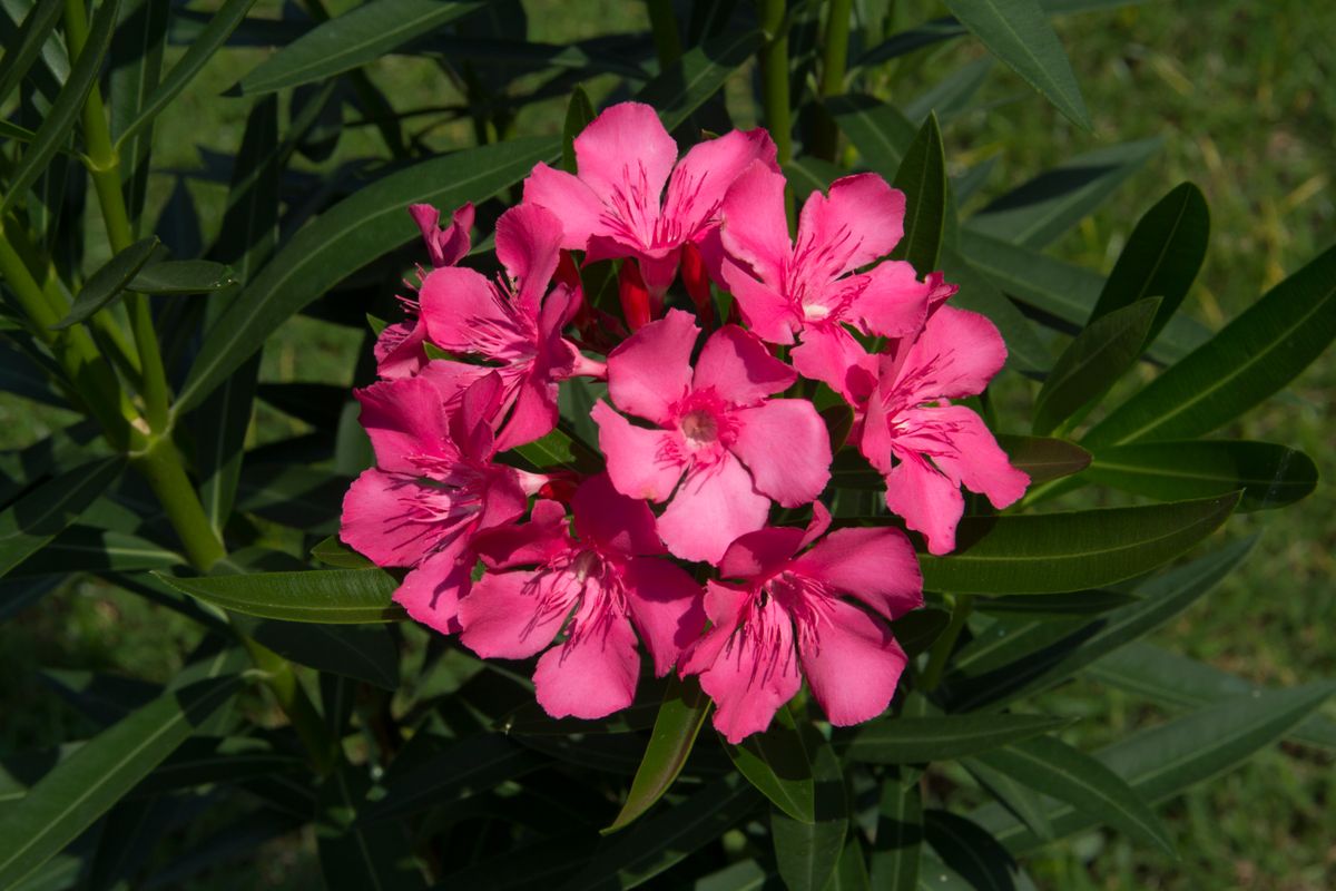 The,Garden,With,Blooming,Plant,Oleander.,Close,Up,Soft,Pink