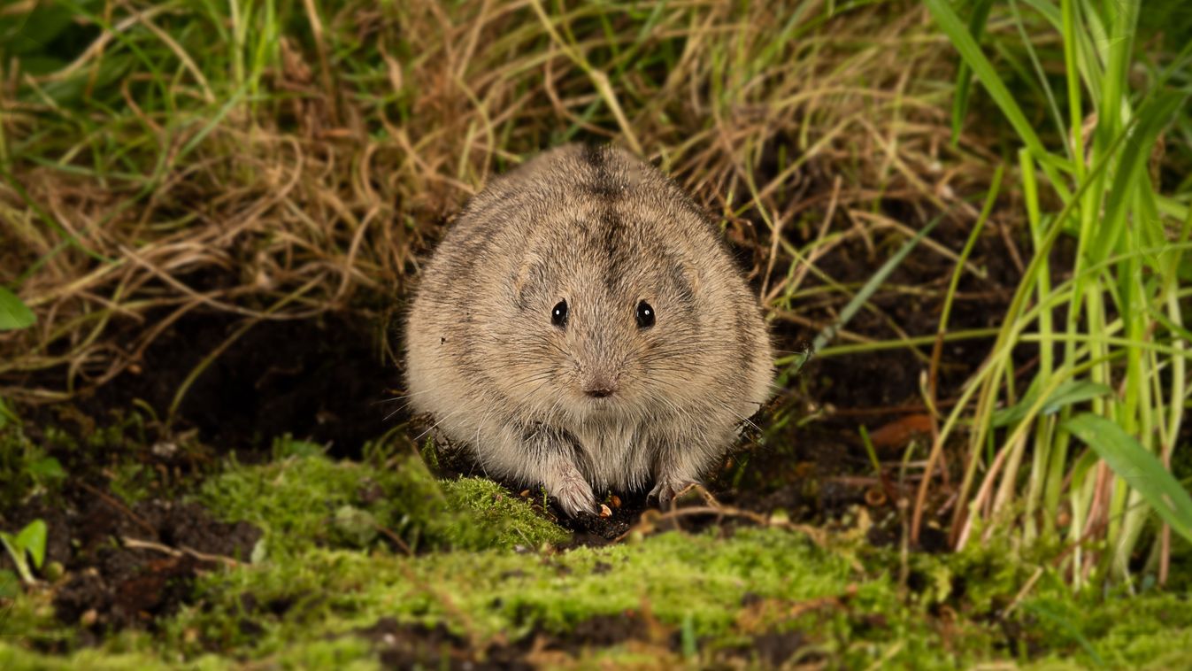 lemming