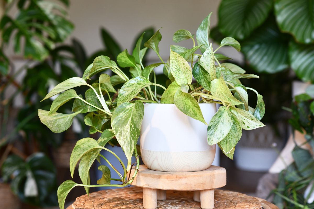 Tropical,'epipremnum,Aureum,Marble,Queen',Pothos,Houseplant,With,White,Variegation