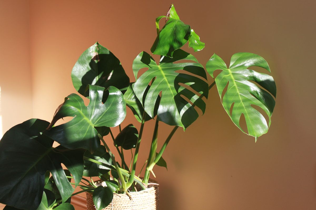 Monstera,House,Flower,On,Orange,Background