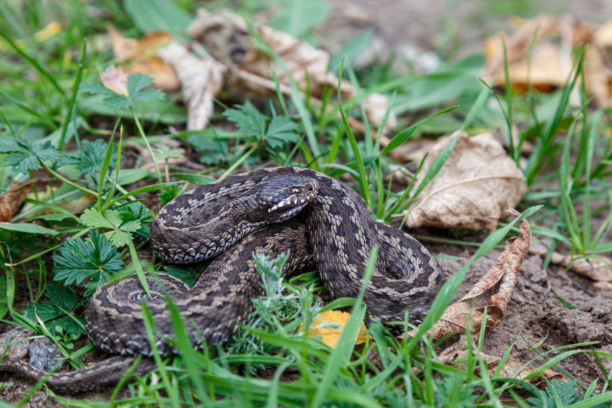 keresztes vipera