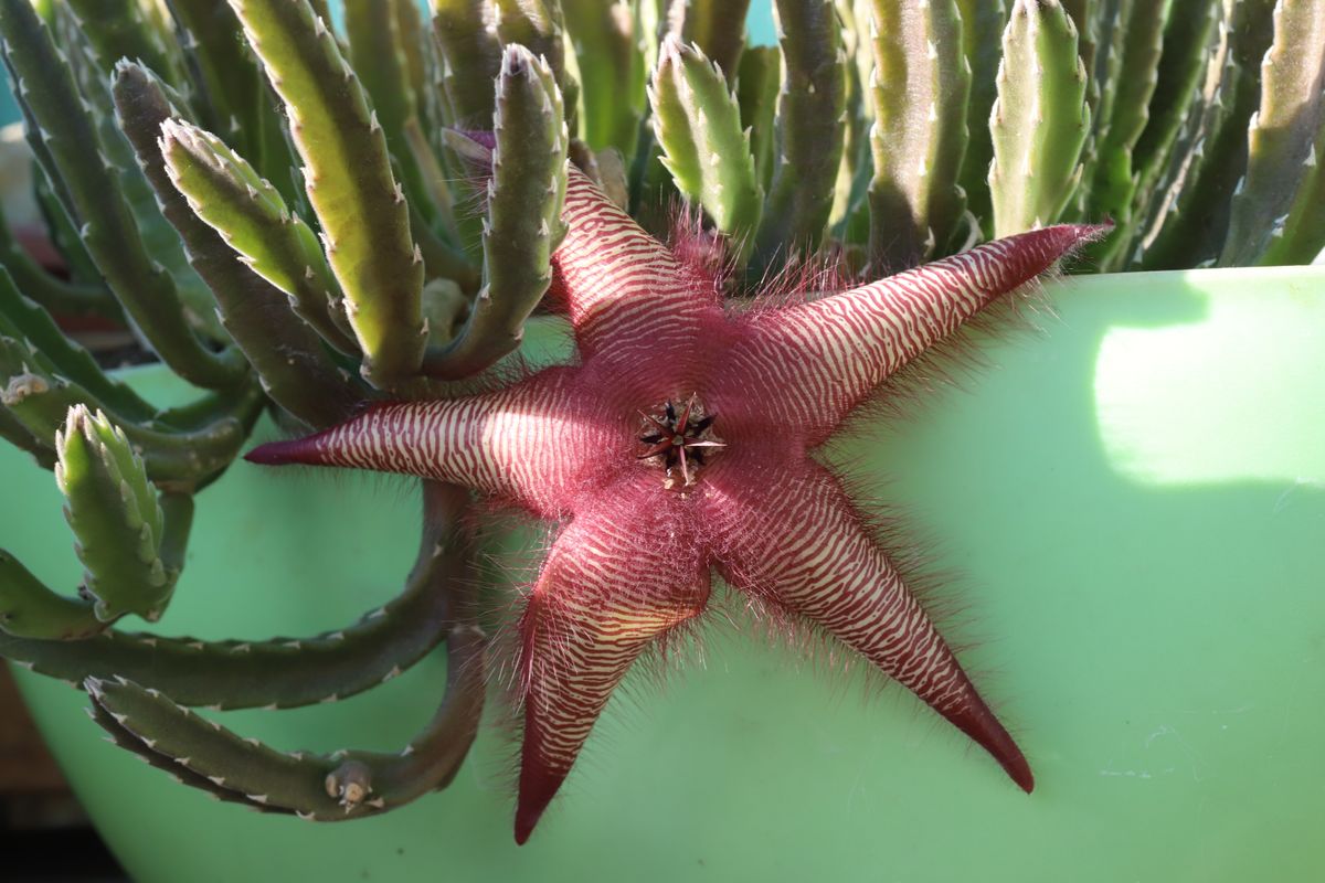 Stapelia,Hirsuta,,Apocynaceae.,Wild,Plant,Shot,In,Summer.