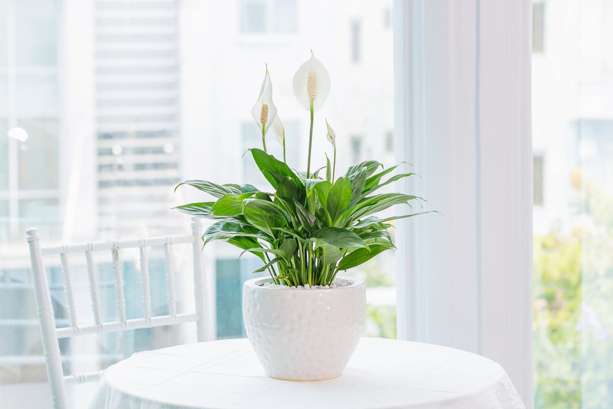 Spathiphyllum,(peace,Lily),Planted,In,A,Stylish,Ceramic,Pot,,Placed