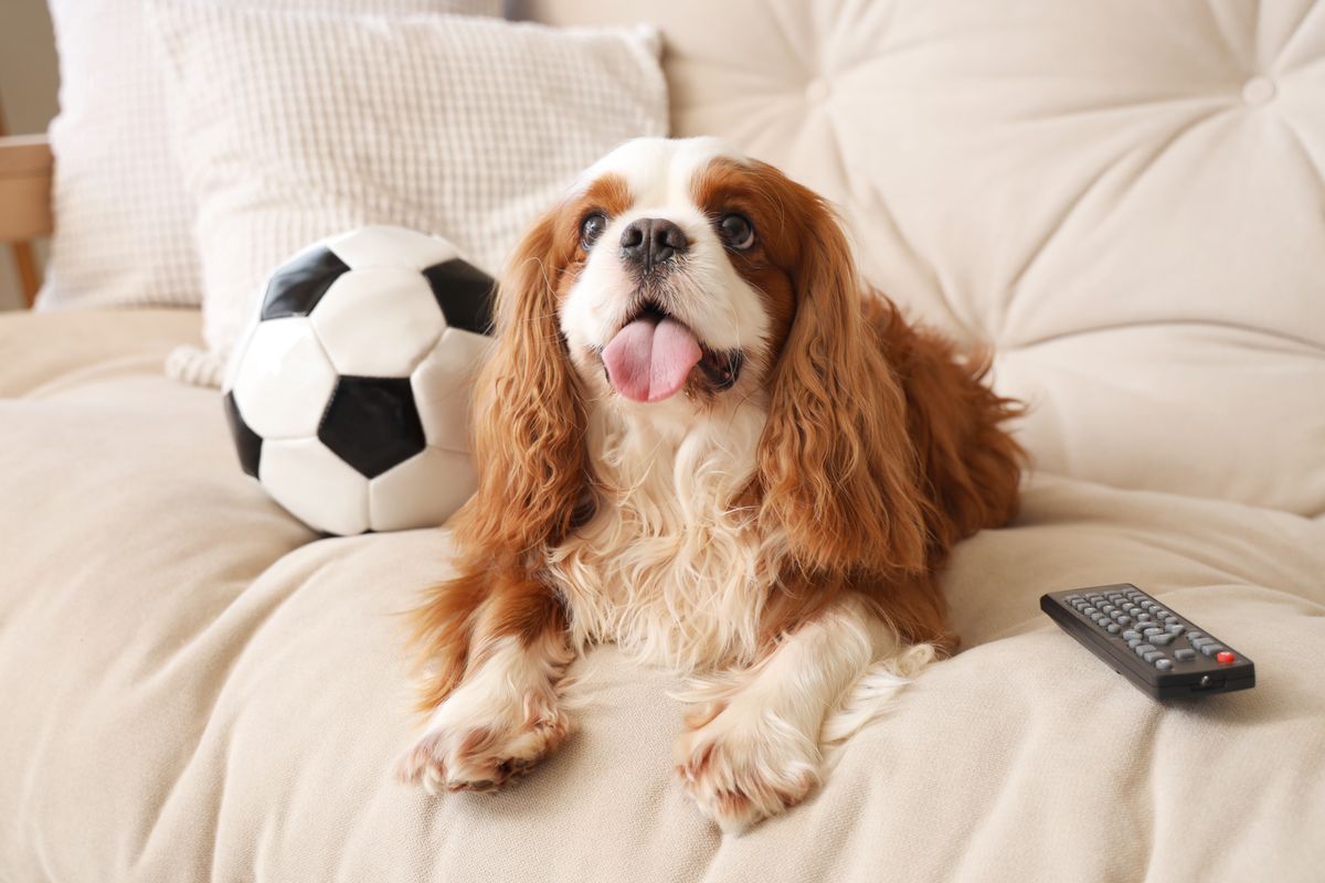 Cavalier,King,Charles,Spaniel,