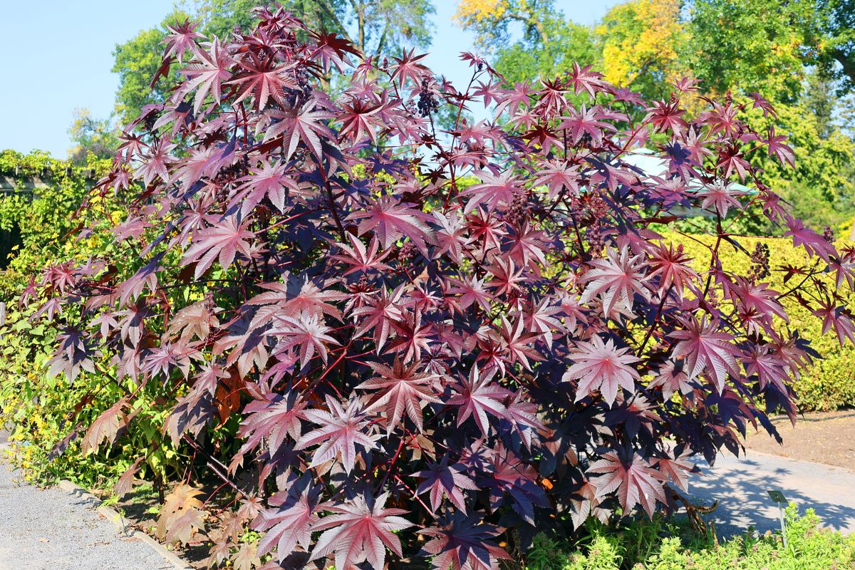 Ricinus communis, the castor bean or castor oil plant is a species of perennial flowering plant in the spurge family, Euphorbiaceae. It is the sole species in the monotypic genus, Ricinus,