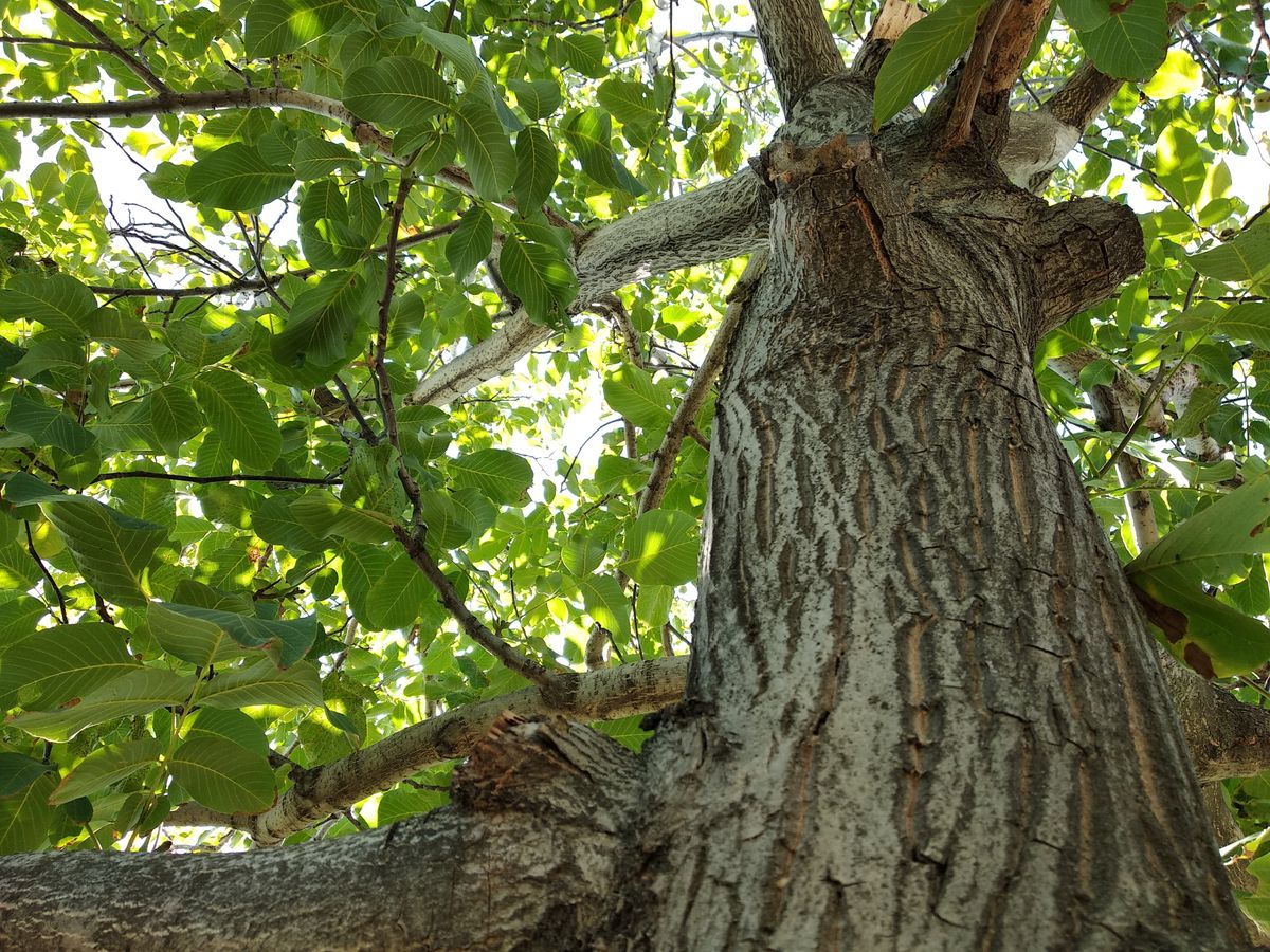 Beautiful walnut tree in spring