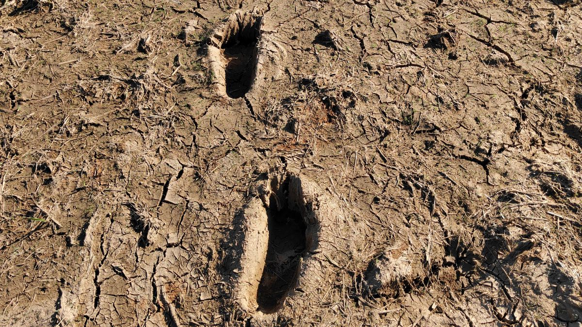 Őskori lábnyomok Budapesten – A lelet bárki megtekintheti