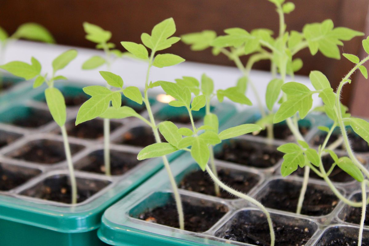 Six seedling starter planters with tiny pepper, tomato, and sunflower plants. palánta