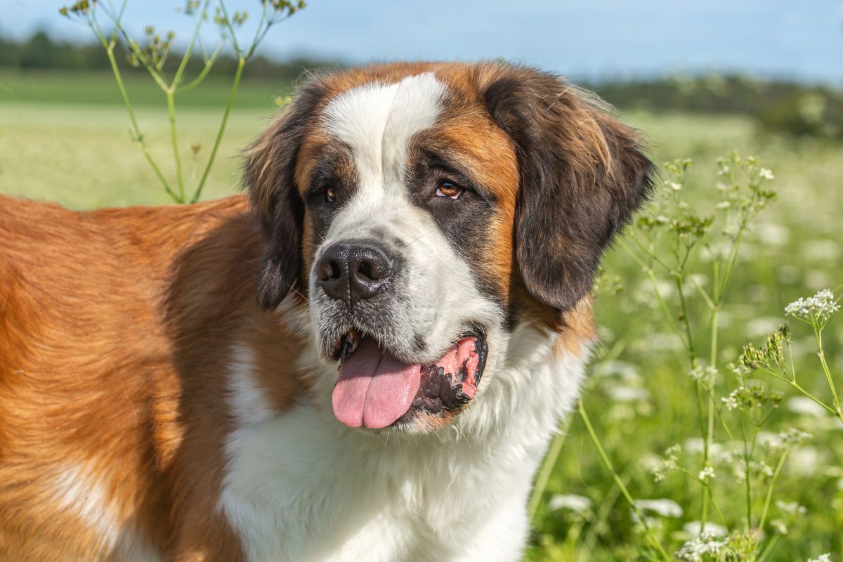 Portrait,Of,A,Beautiful,Saint,Bernard,Dog,On,A,Meadow