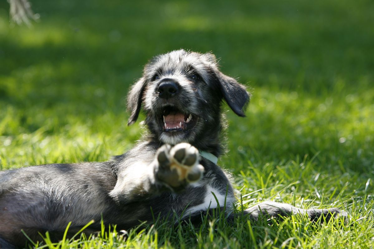 Cute,Little,Irish,Wolfhound,Portrait