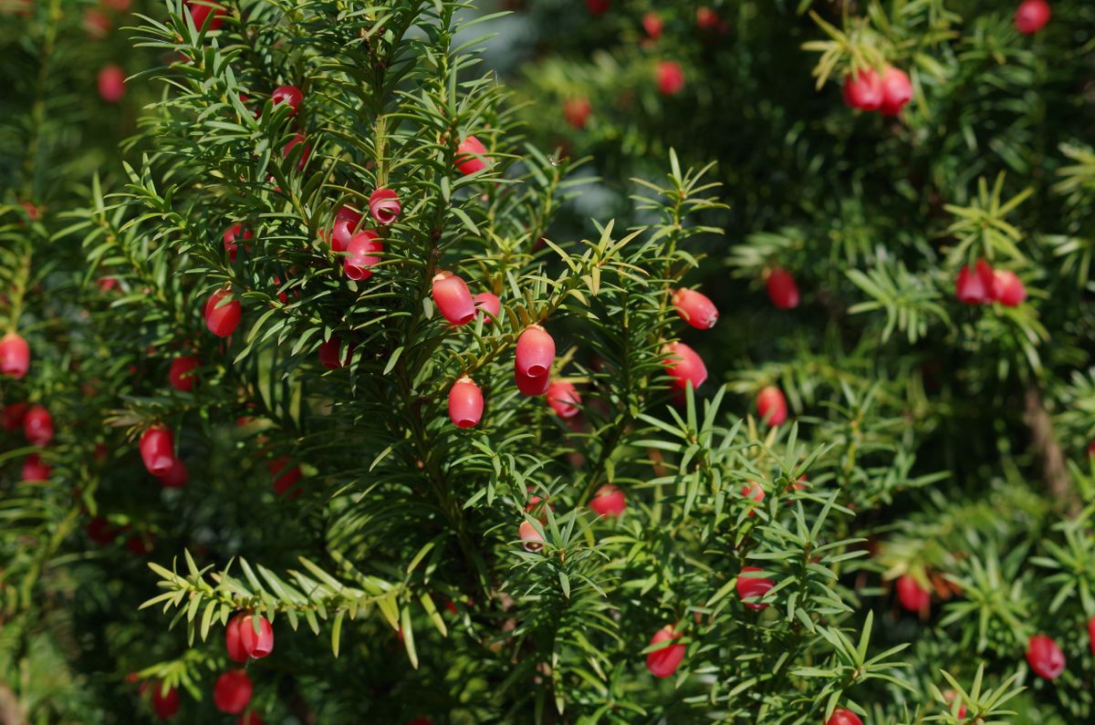 Taxus baccata is a species of evergreen tree in the family Taxaceae, fa