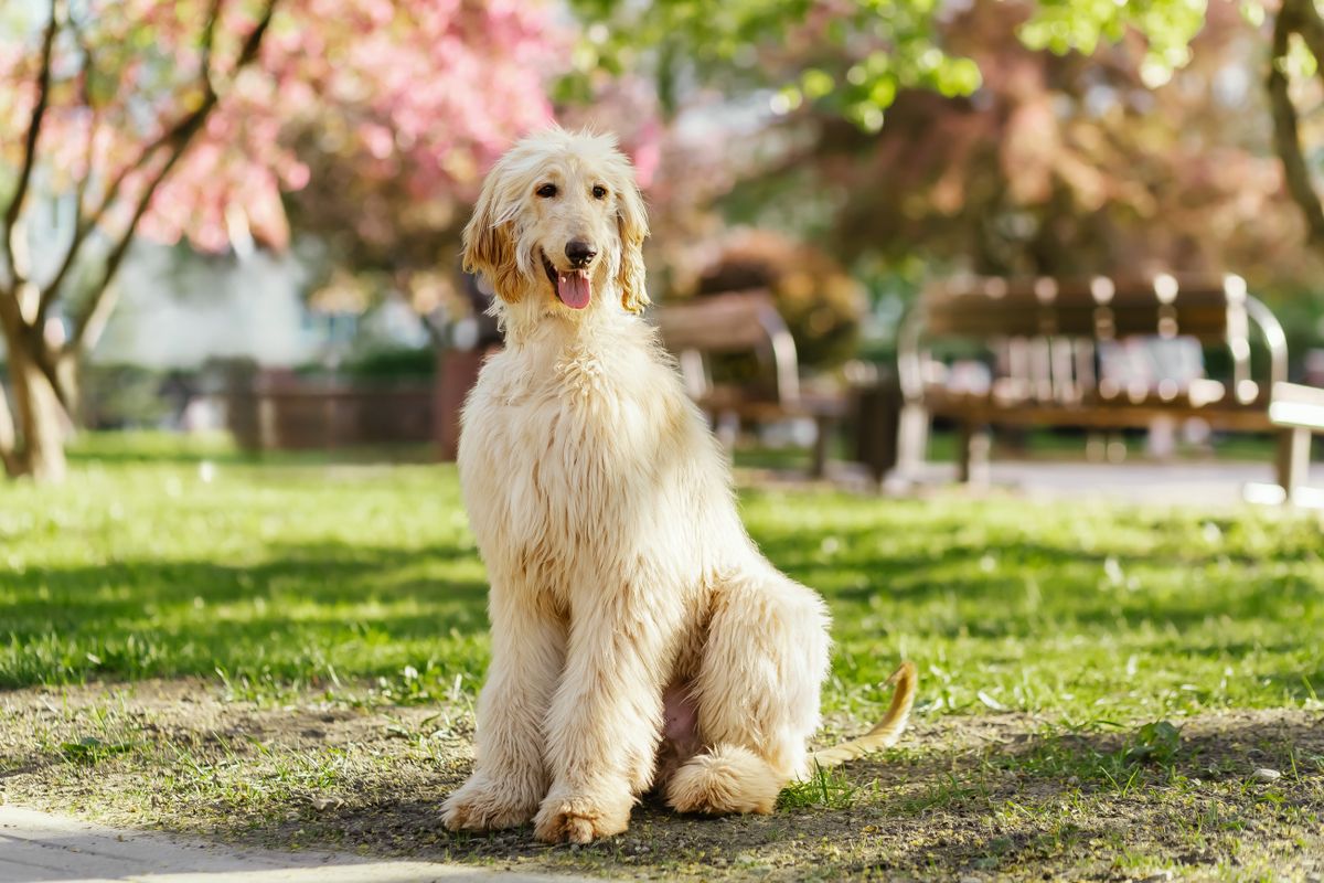 Portrait,Of,Young,And,Beautiful,Afghan,Hound,Dog,Puppy,Sitting