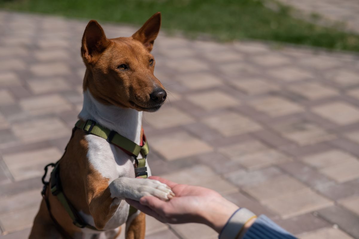 Basenji,Gives,A,Paw,To,The,Mistress,On,A,Walk.