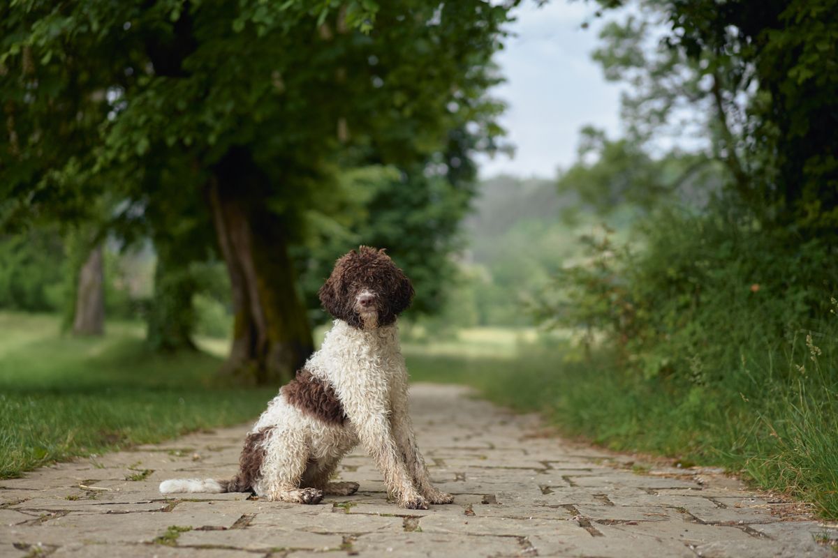 Lagotto Romagnolo