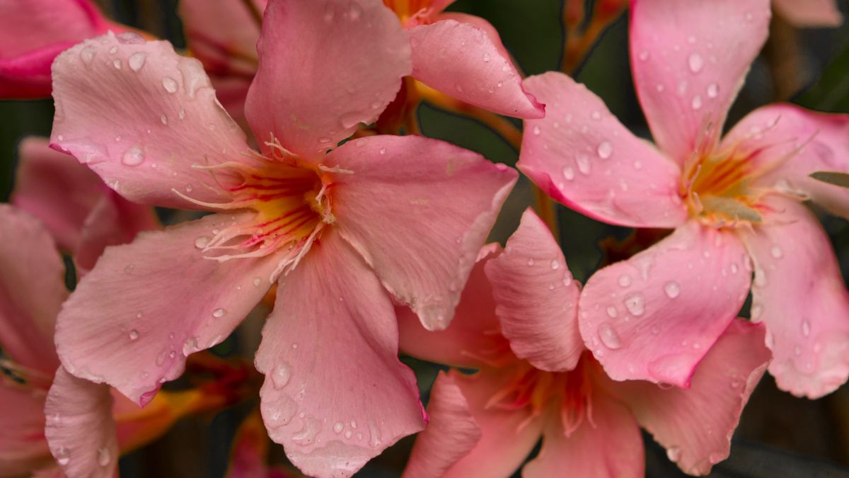 Close-up shot of pink oleander (Nerium oleander) flowers after the rain, with glistening water droplets on the petals, leander