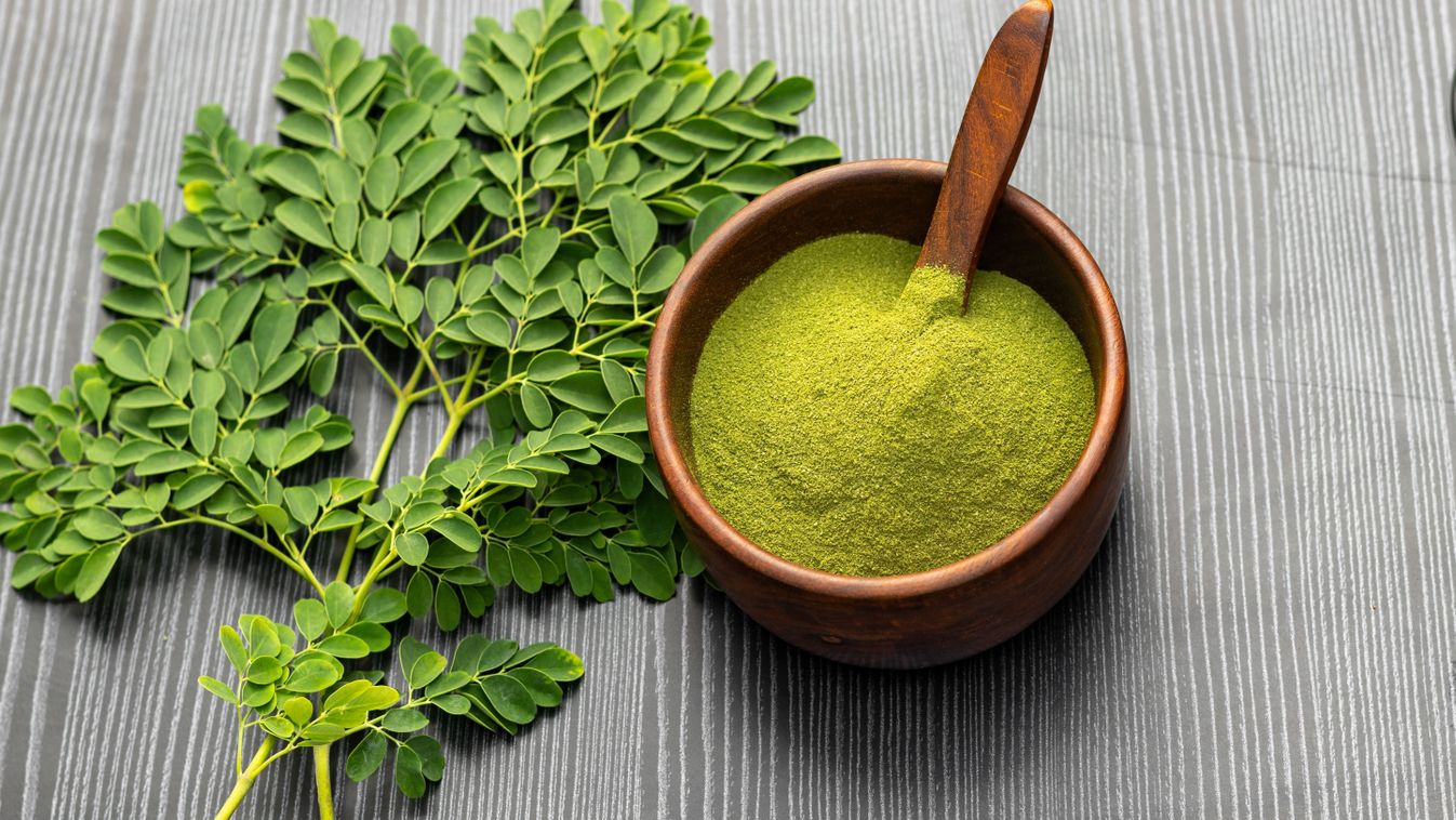 sahjan or Moringa oleifera Lam or drumstick  leaves considered as a super food and their powder in wooden cup with wooden background