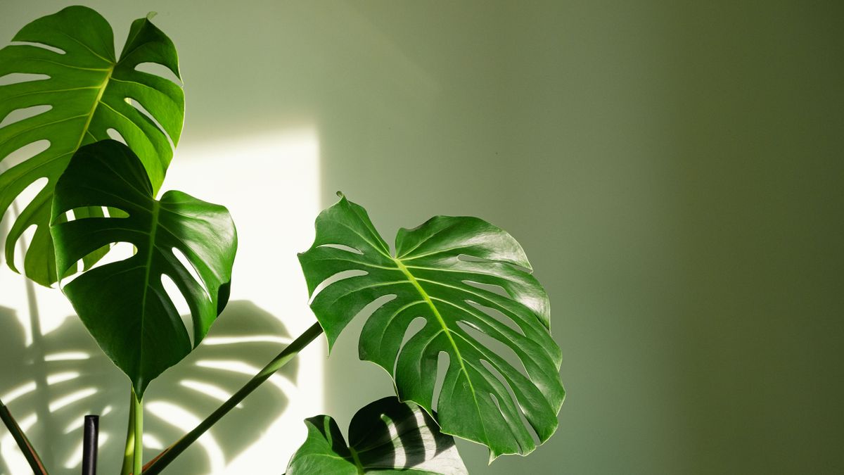 Close-up of big leaves of Monstera deliciosa palm in bright lit against green wall. The Hurricane or Swiss Cheese Plant