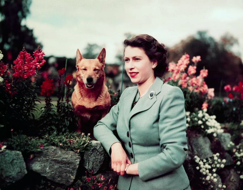 Erzsébet királynő nagy rajongója volt a corgi kutyáknak, külön tenyésztette őket.