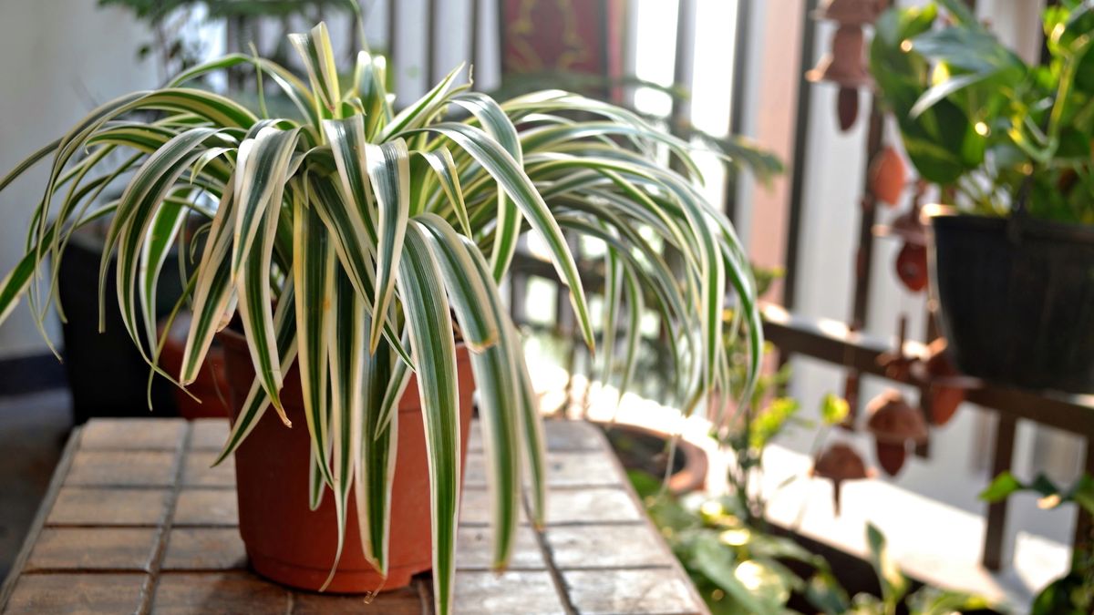 Spider plant on a wooden table at home balcony.