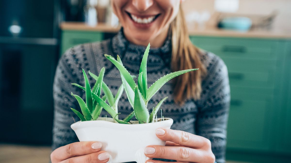 Cropped shot of young woman holding flowerpot with Aloe Vera plant at home.