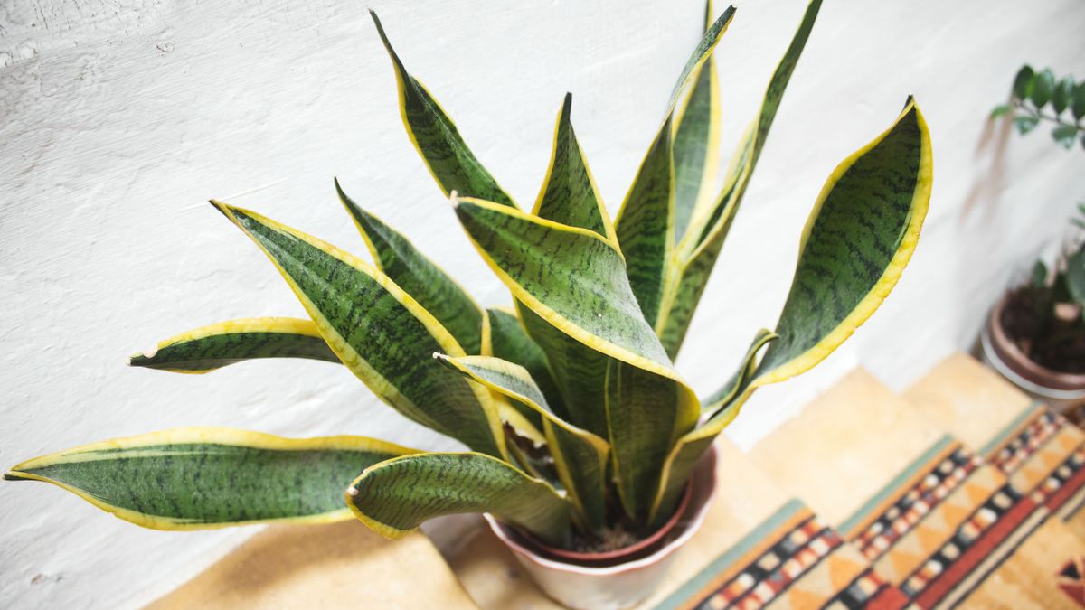 A snake plant (Dracaena trifasciata) in a pot on the stairs in a domestic home with bright daylight