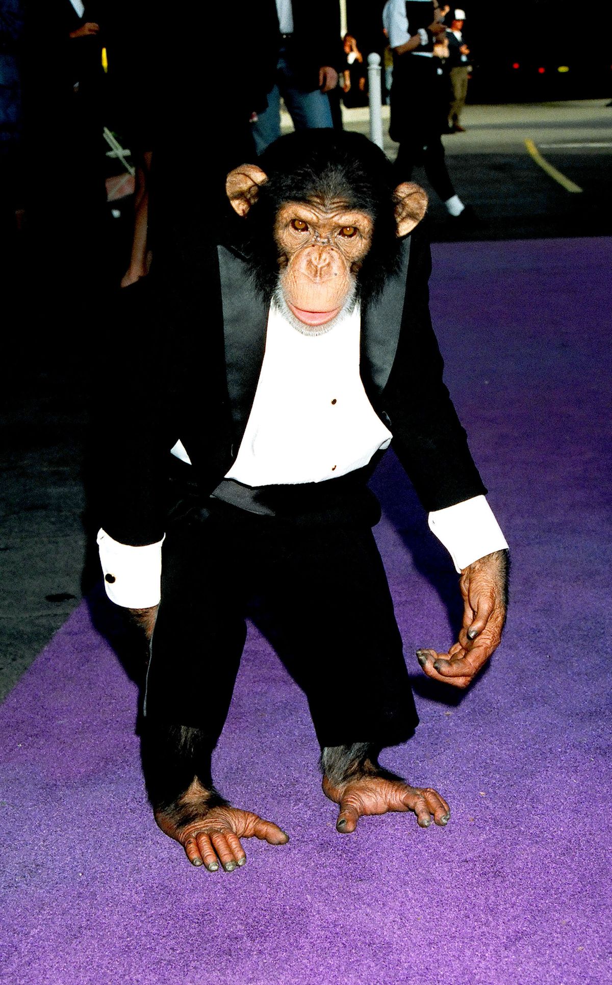 Michael Jackson's Monkey during 1994 MTV Movie Awards at Sony Studios in Culver City, California, United States. (Photo by Jeff Kravitz/FilmMagic, Inc)