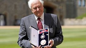 Ezt az egy ételt nem eszi David Attenborough, hogy 100 évig éljen
