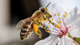 Virágpor, a természetes mellimplantátum? A szakértő válaszol