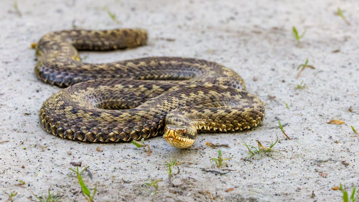 keresztes vipera