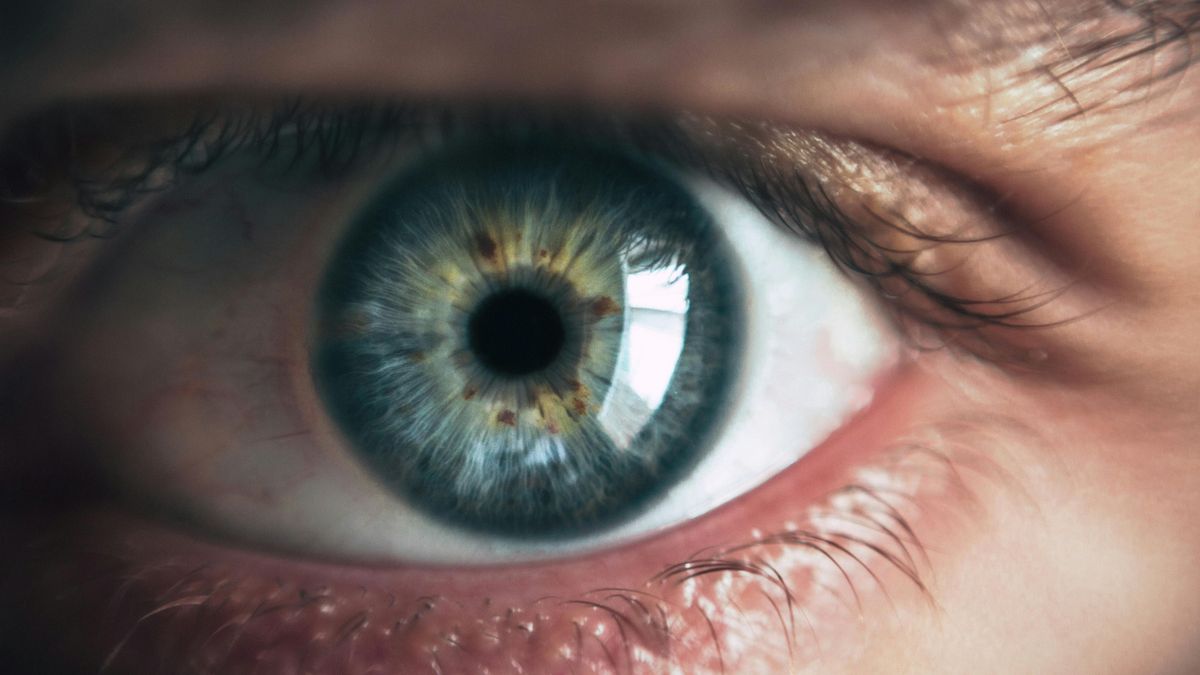 A fél internet ezen az optikai illúzión pörög: merre forog a virtuális ló?