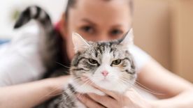 Miért rettegnek a férfiak a macskás nőktől? Spoiler: nem (csak) a szőrhullás miatt!