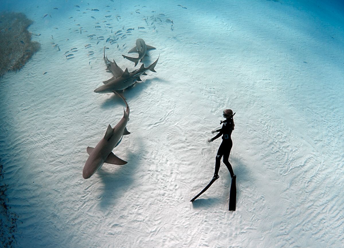 Ocean Ramsey, a cápákkal suttogó, a világ egyik legnagyobb fehér cápája mellett – ketrec nélkül. A Netflix új dokumentumfilmje bebizonyítja, hogy a cápáktól nem félni kell, hanem megérteni őket.