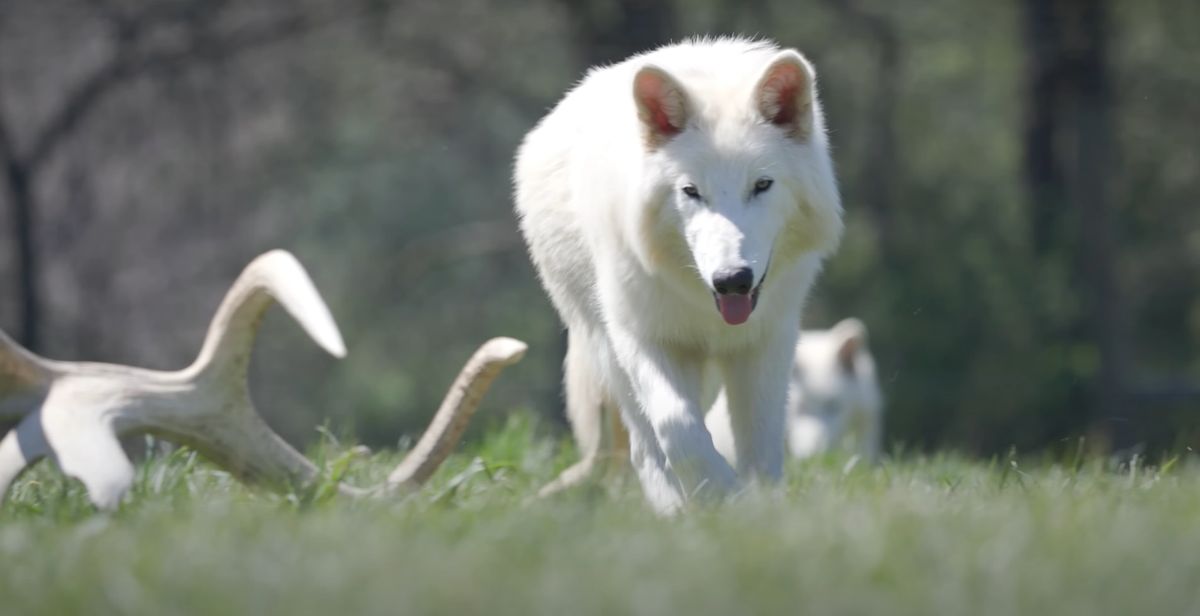 A dire wolf kölykök megnőttek