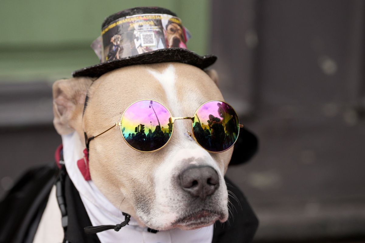 BIRMINGHAM, ENGLAND - JULY 30: Bruce the dog who has changed his name today to 'doggy osbourne' waits to pay his respects prior to Ozzy Osbourne's cortege making its way through the streets of Birmingham on July 30, 2025 in Birmingham, England. The Black Sabbath frontman passed away on July 22nd at the age of 76. His death occurred just a little over two weeks after his final live performance at the 'Back to the Beginning' concert in his hometown of Birmingham. (Photo by Christopher Furlong/Getty Images)