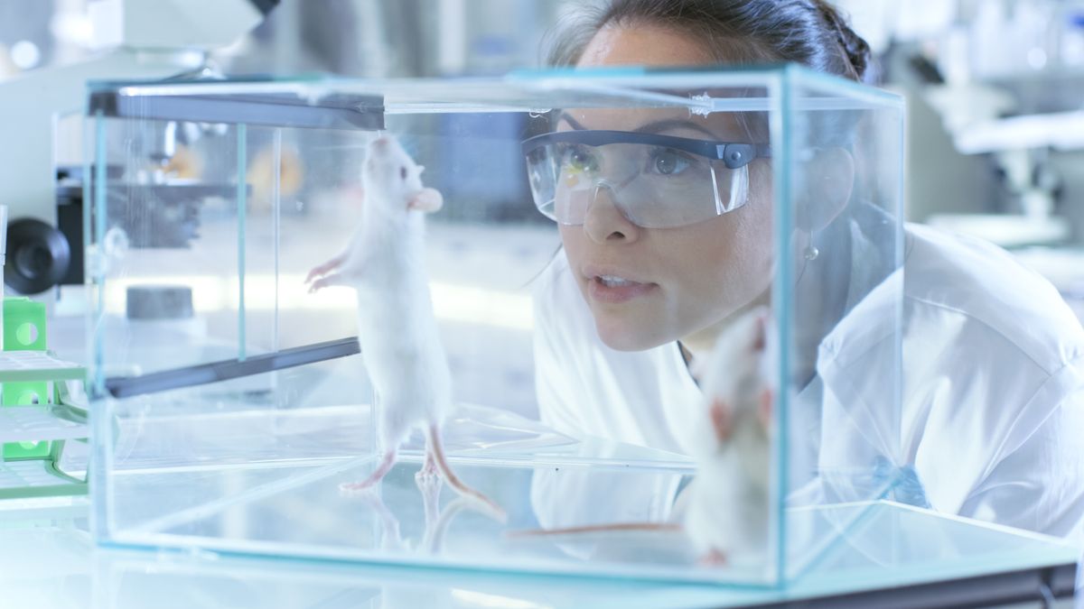 A laborpatkány jutalma ugyanolyan dopaminlöketet jelent az állat számára, mint az embereknél egy-egy közösségi média reakció