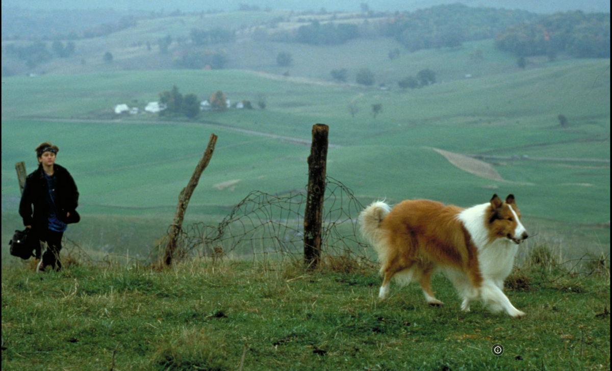 Ha kutyás film, akkor Lassie, aki egy ideig kóbor kutyaként élt